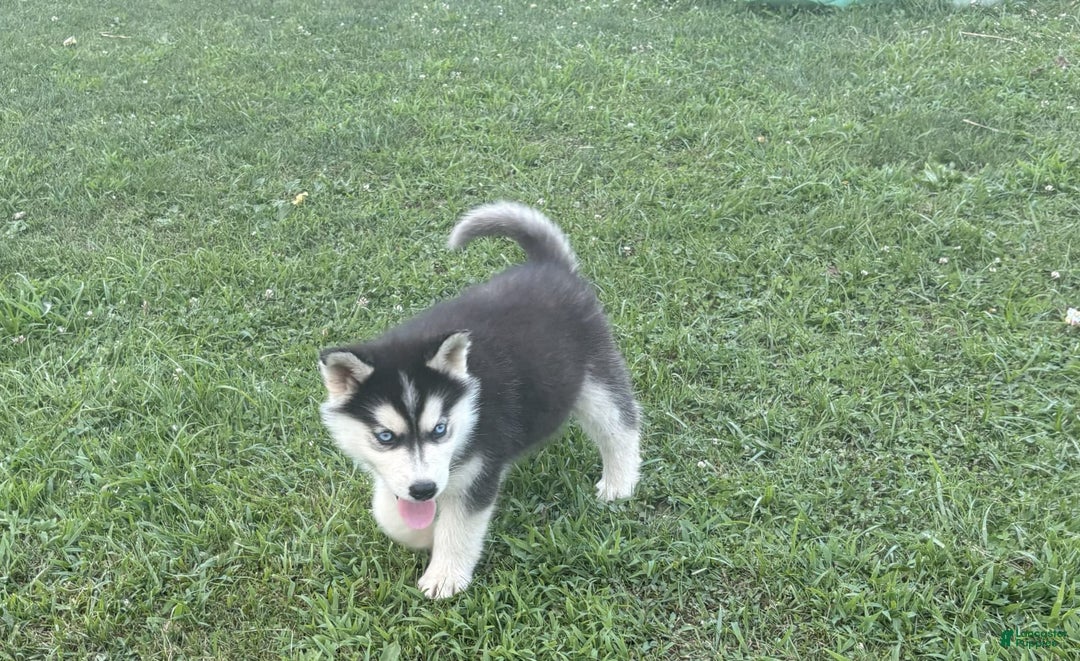 Siberian Husky dogs for sale: Tortuga - Image 10