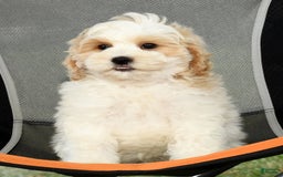 Cavapoo dogs for sale: Brady - Image 3