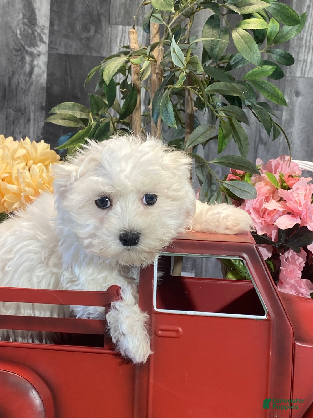 Maltese dogs for sale: Mister - Image 1