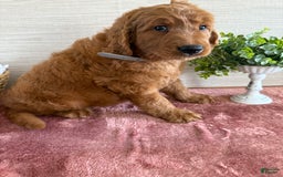 Goldendoodle dogs for sale: Victor - Image 13