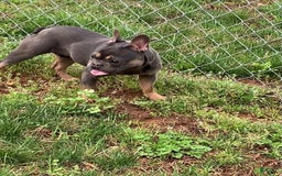 French Bulldog dogs for sale: Stitch - Image 4