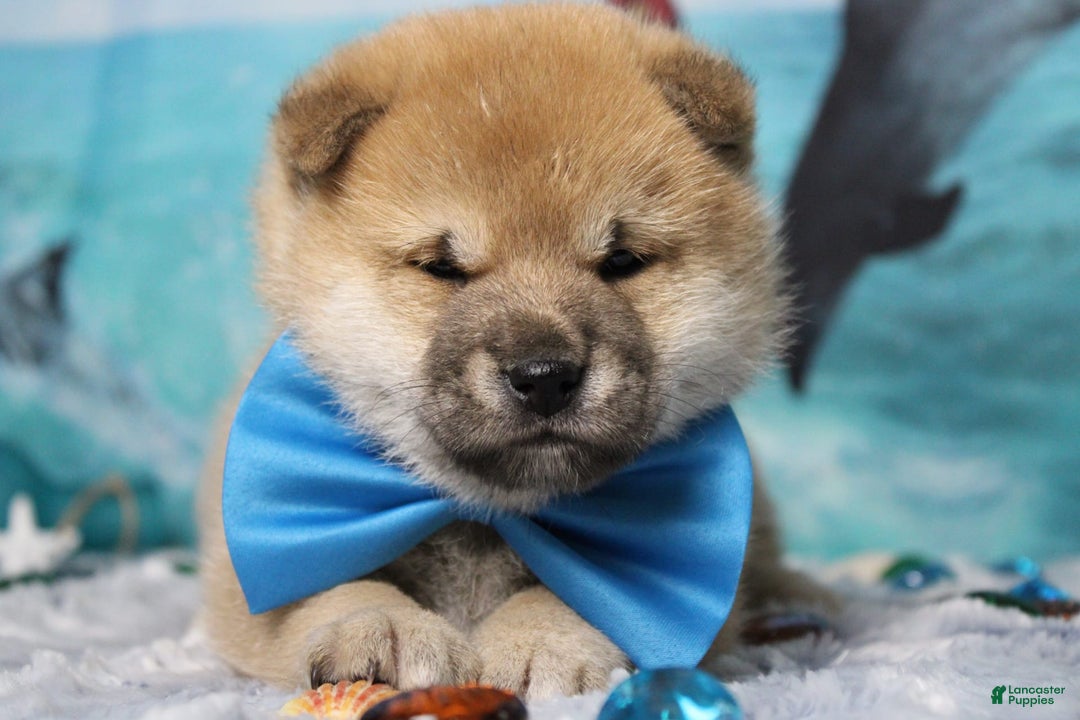 Shiba Inu dogs for sale: Larry - Image 4