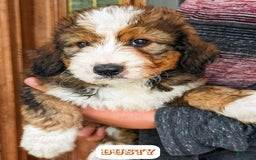 Bernedoodle dogs for sale: Dusty - Image 22