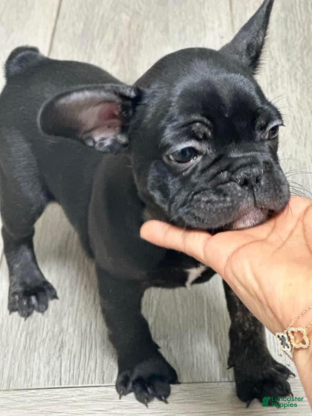 French Bulldog dogs for sale: Thomas - Image 1