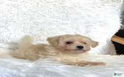 Maltipoo dogs for sale: Loki - Image 2