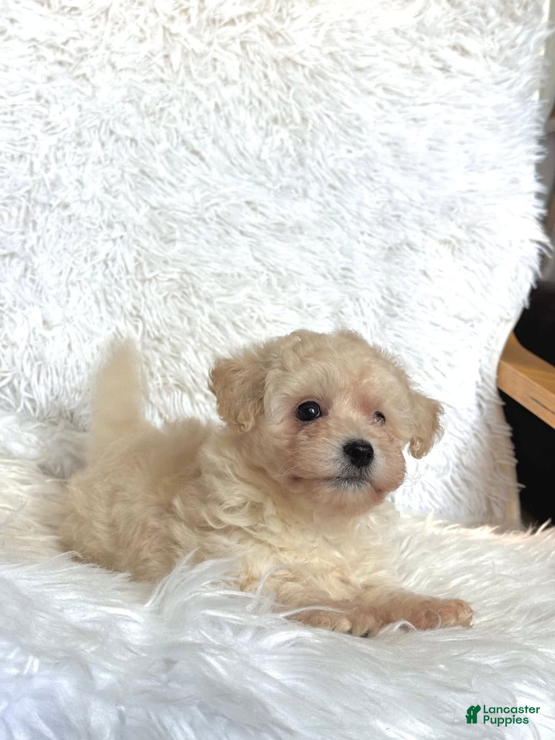 Maltipoo dogs for sale: Loki - Image 2