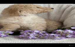Goldendoodle dogs for sale: Gorgeous Creme Doodle - Image 5