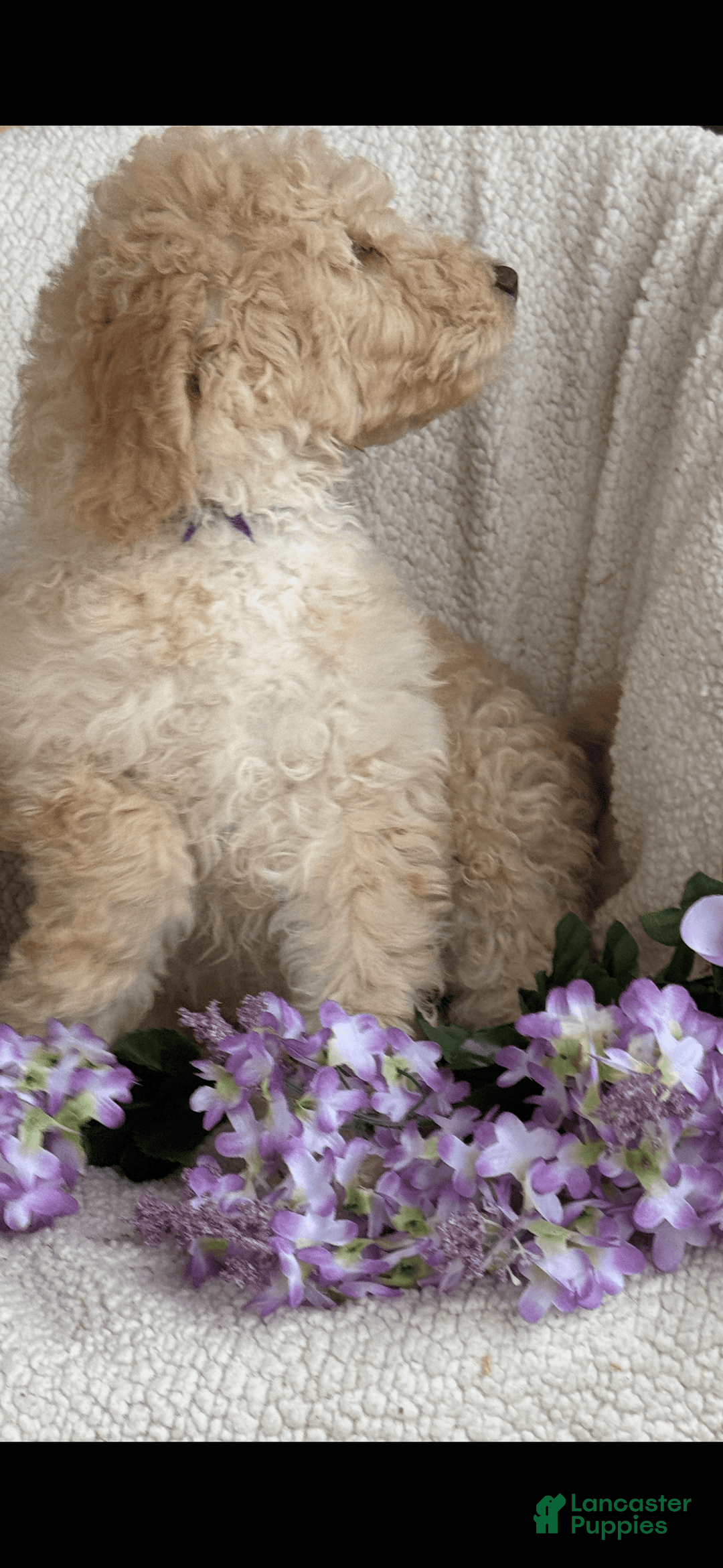 Goldendoodle dogs for sale: Gorgeous Creme Doodle - Image 5