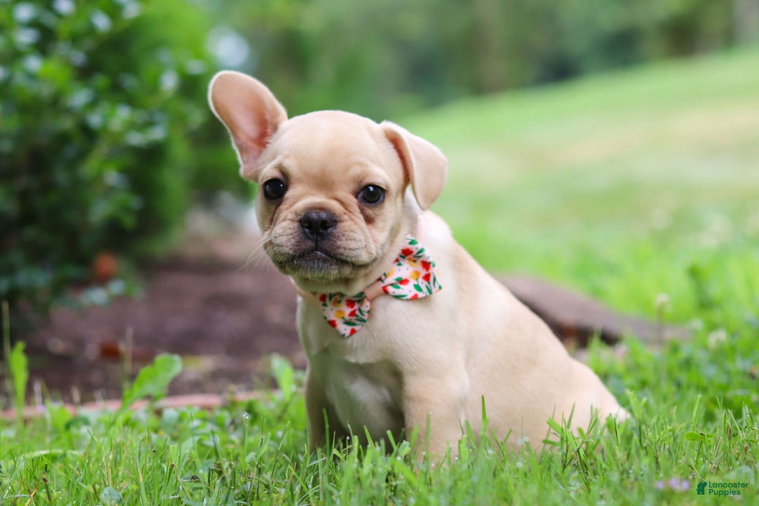 French Bulldog dogs for sale: Lacey - Image 11
