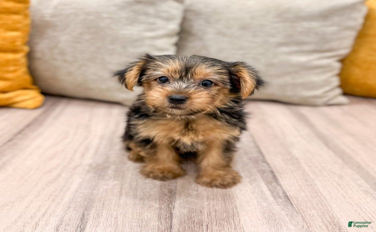 Yorkshire Terrier dogs for sale - Ad 5
