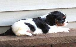Cavalier King Charles Spaniel dogs for sale: Checkers - Image 5