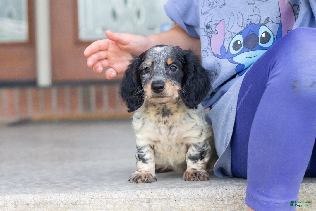 Miniature Dachshund dogs for sale: Maverick - Image 10