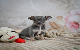 Chihuahua dogs for sale: Sally - Image 1