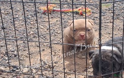 American Bully dogs for sale: Bravo - Image 2