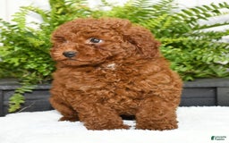 Miniature Poodle dogs for sale: Scotty - Image 3