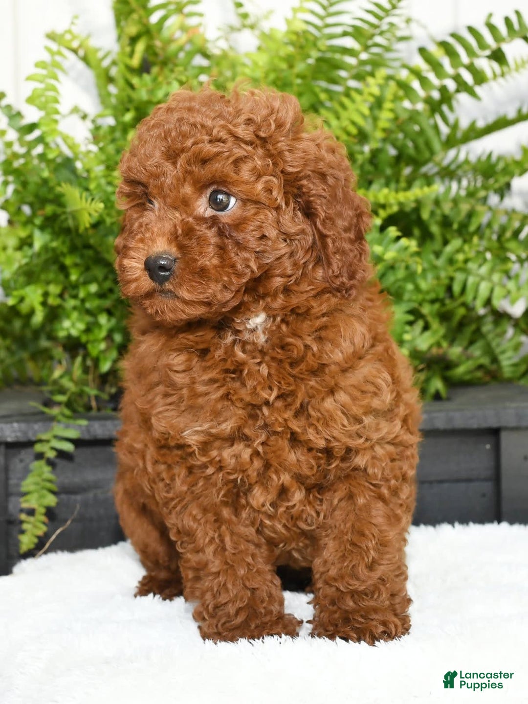 Miniature Poodle dogs for sale: Scotty - Image 3