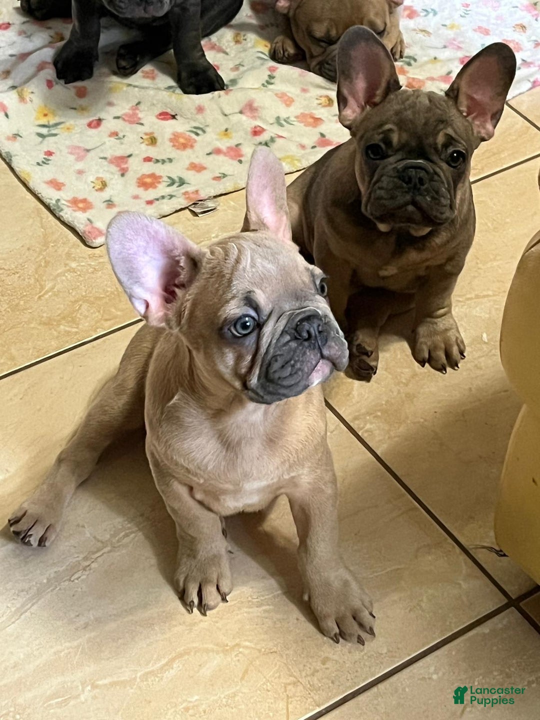 French Bulldog dogs for sale: Beans - Image 2