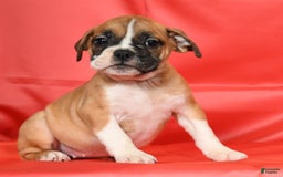 Beabull dogs for sale: Kennedi - Image 2