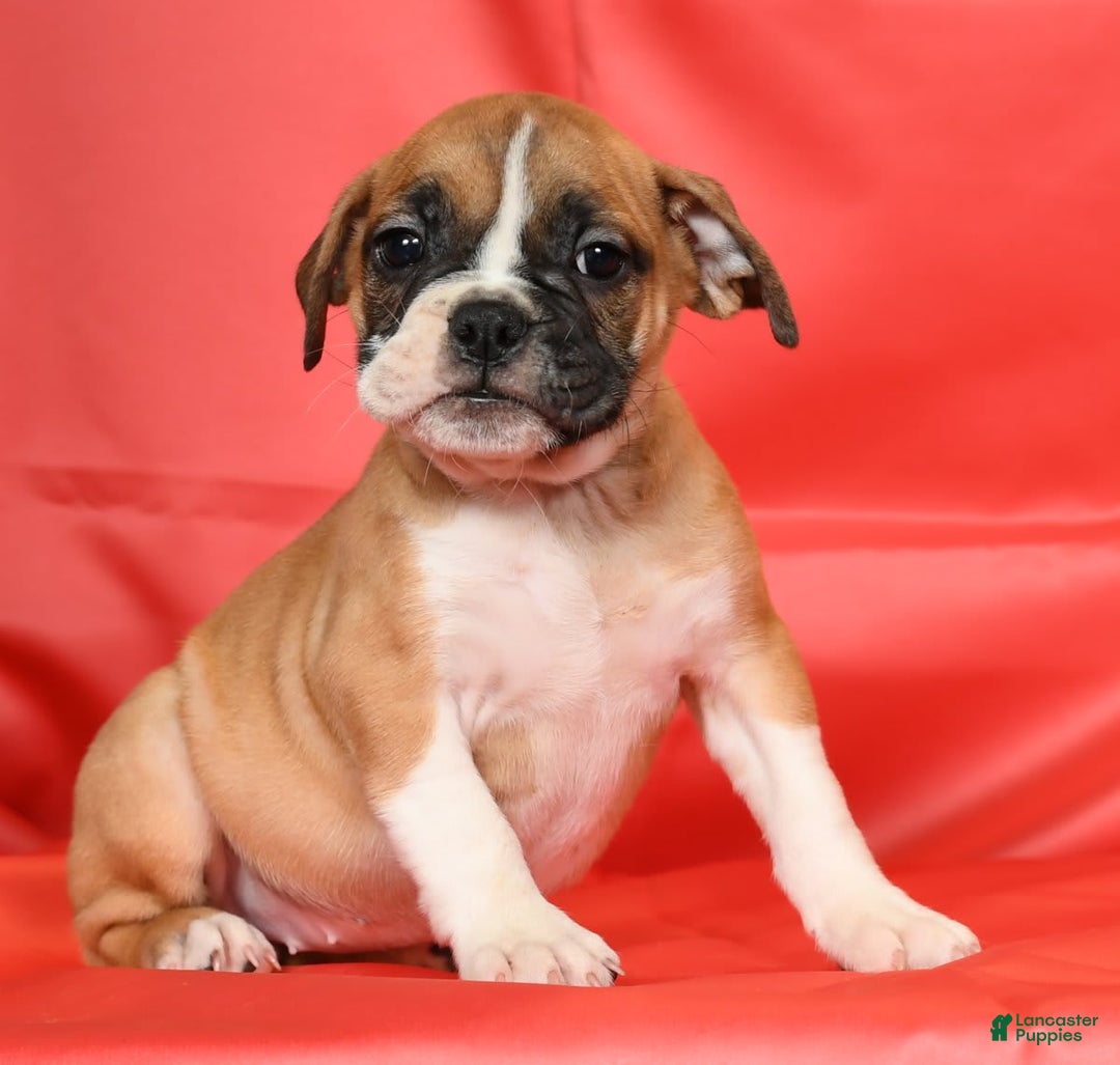 Beabull dogs for sale: Kennedi - Image 2