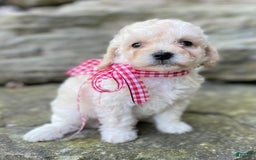 Miniature Poodle dogs for sale: Trixy - Image 5