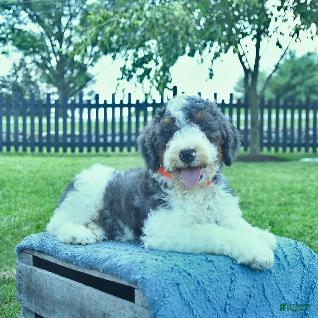 Bernedoodle dogs for sale: Truffle - Image 8