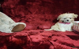 Malshi dogs for sale: Gigi - Image 4