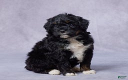 Mini Bernedoodle dogs for sale: Jewel - Image 10