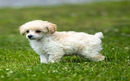 Toy Poodle dogs for sale: Oscar - Image 6
