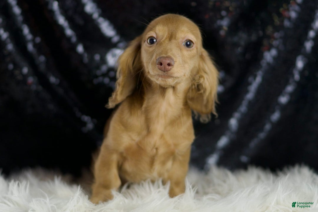Miniature Dachshund dogs for sale: Miniature Dachshund 3 puppies - Image 6