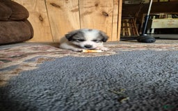 Great Pyrenees dogs for sale: Black - Image 5