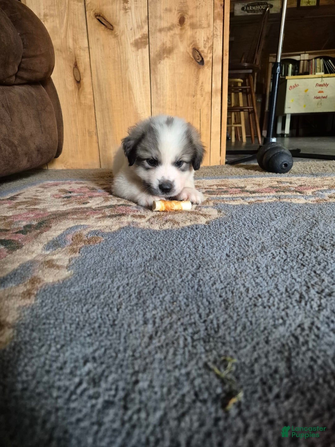 Great Pyrenees dogs for sale: Black - Image 5