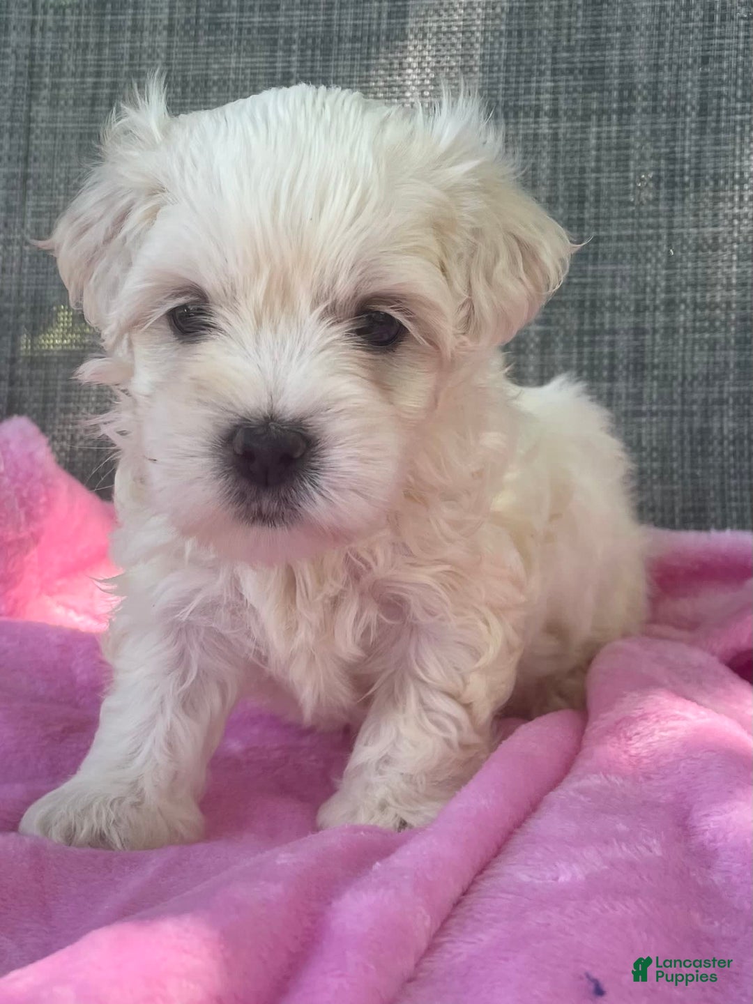 Coton De Tulear dogs for sale: Sophia - Image 2