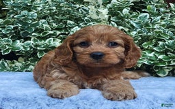 Cavapoo dogs for sale: Cavapoo 5 puppies - Image 11