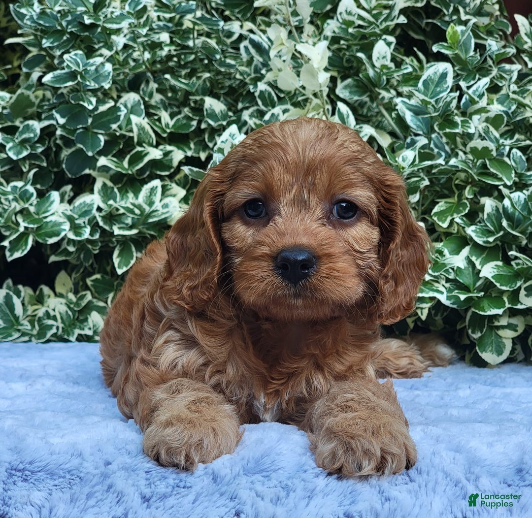Cavapoo dogs for sale: Cavapoo 5 puppies - Image 11