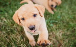 Labrador Retriever dogs for sale: Timmy - Image 3