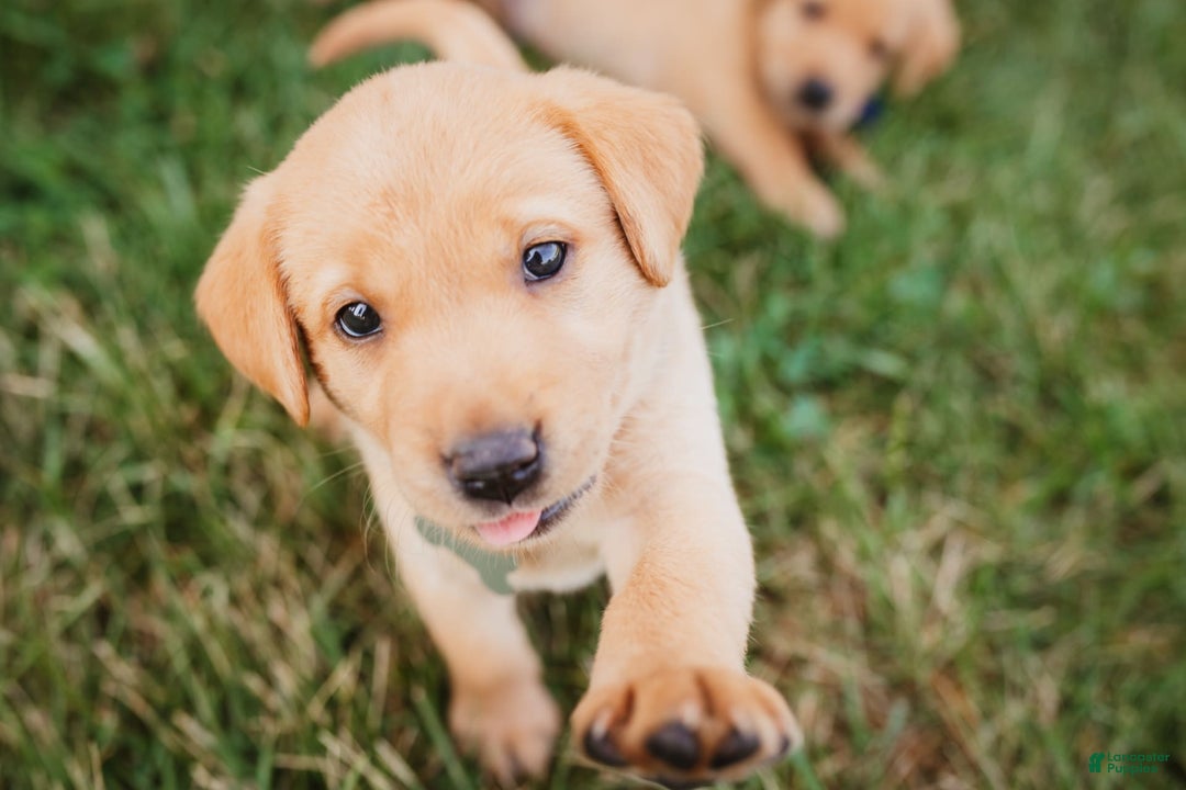 Labrador Retriever dogs for sale: Timmy - Image 3