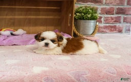 Shih Tzu dogs for sale: Irina - Image 2