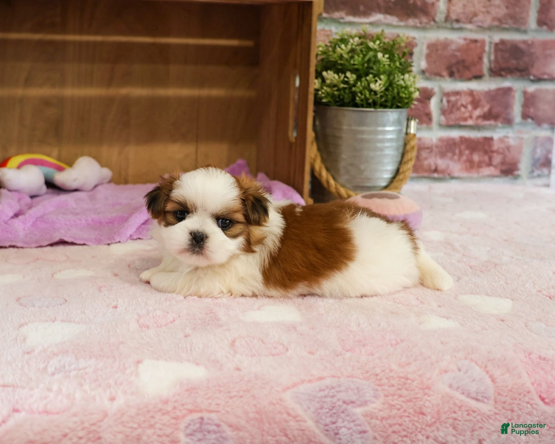 Shih Tzu dogs for sale: Irina - Image 2