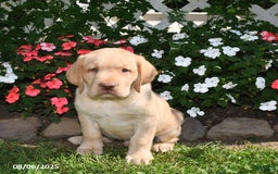 Labrador Retriever dogs for sale: Sparky - Image 1