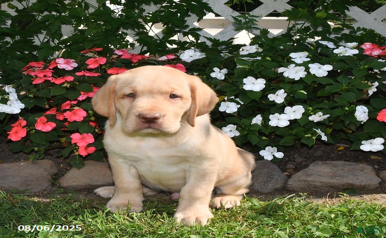 Labrador Retriever dogs for sale - Ad 5