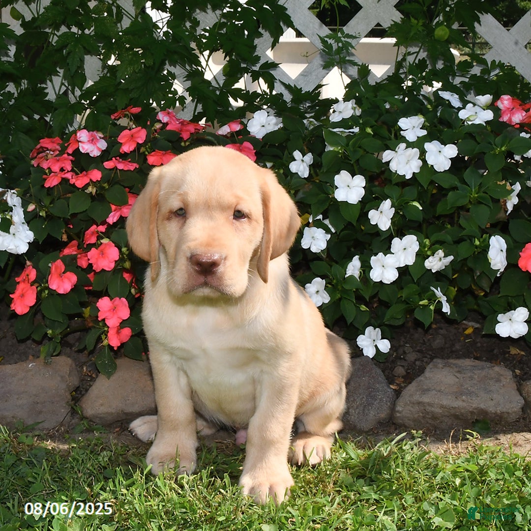 Labrador Retriever dogs for sale: Sparky - Image 1