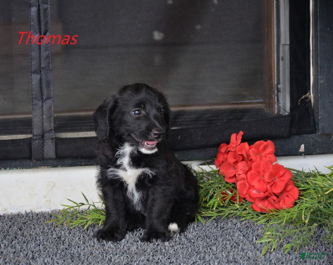 Miniature Poodle dogs for sale: Miniature Poodle 4 puppies - Image 4