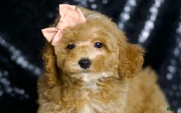 Miniature Poodle dogs for sale: Cher - Image 4
