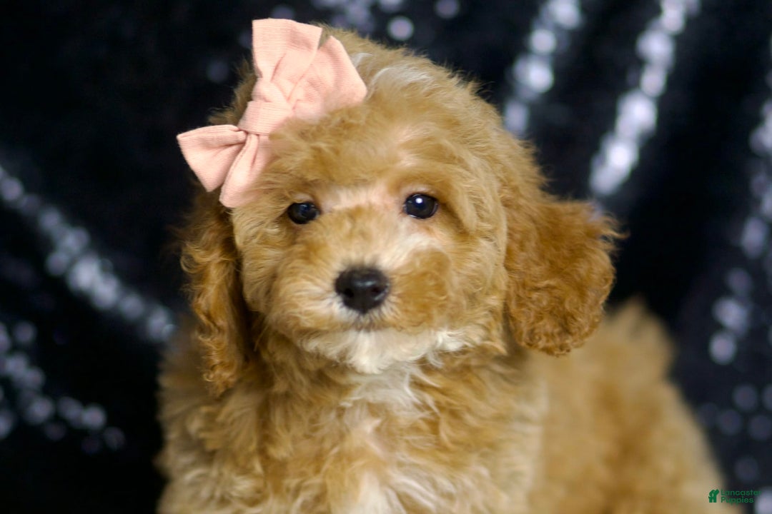 Miniature Poodle dogs for sale: Cher - Image 4