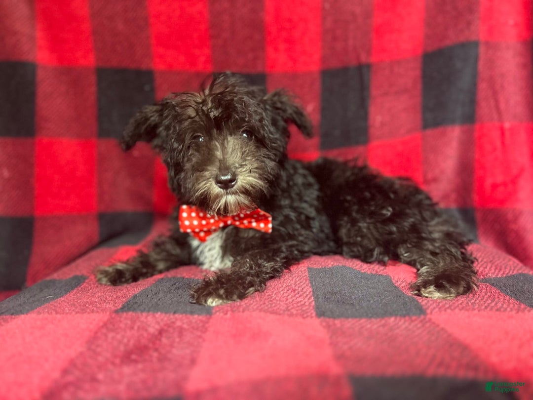 Miniature Schnauzer dogs for sale: Shooter - Image 1