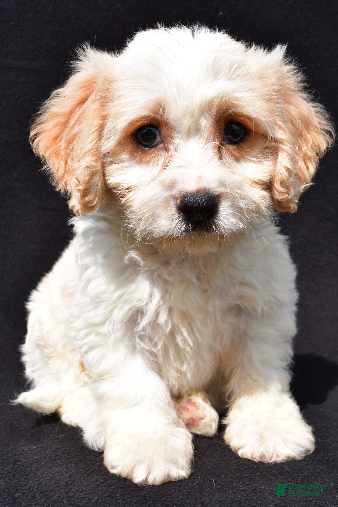 Cavachon dogs for sale: Buddy - Image 6