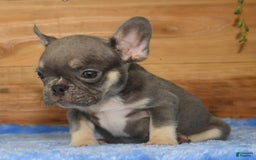 French Bulldog dogs for sale: A J - Image 2