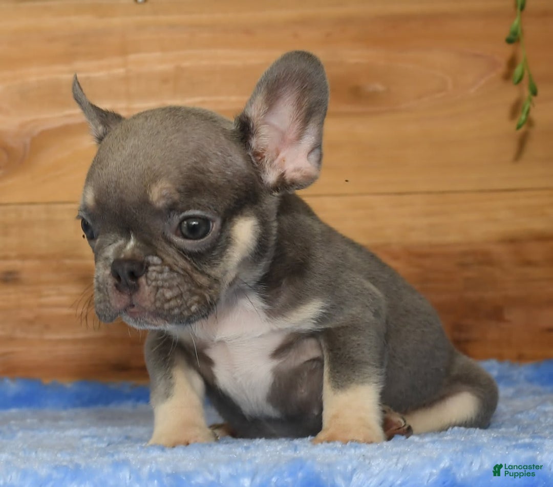 French Bulldog dogs for sale: A J - Image 2