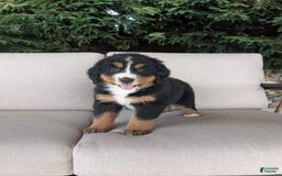 Bernese Mountain Dog dogs for sale: Jane - Image 5