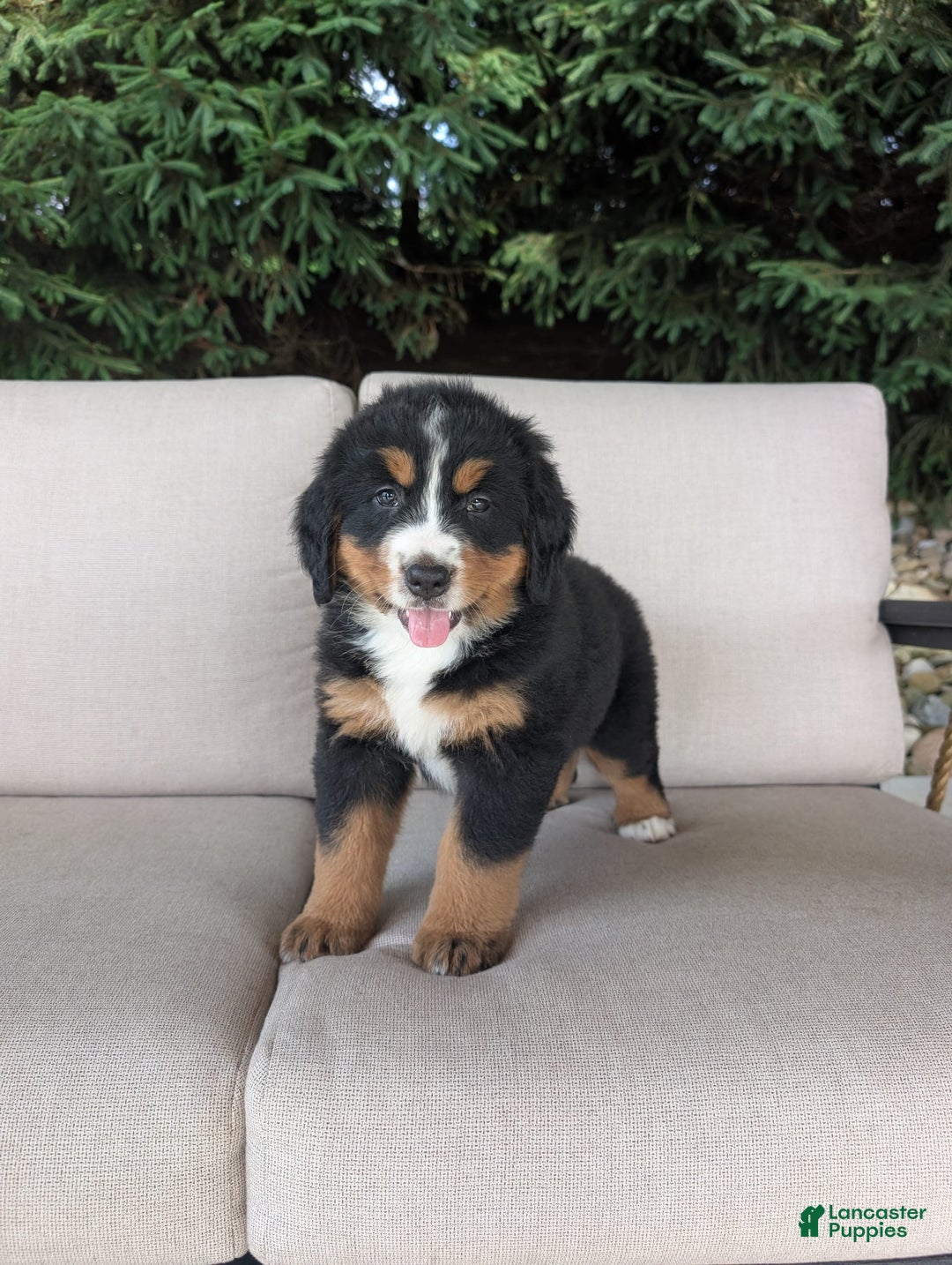 Bernese Mountain Dog dogs for sale: Jane - Image 5